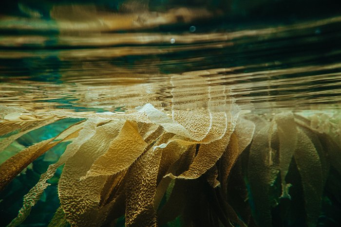 a stunning underwater shot of plants under the sea