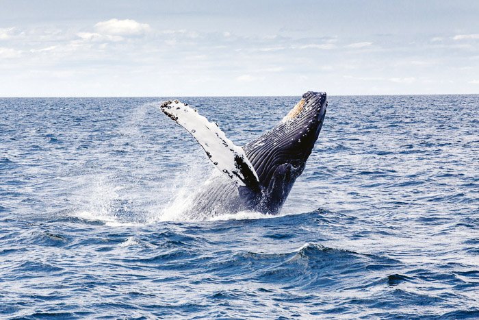 Cool soht of a whale surfacing from water - whale pictures