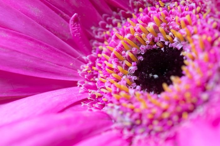 macro photo of a pink flower