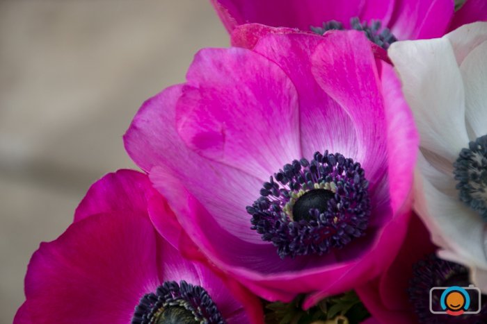 A close up photo of pink flowers with a watermark added in Lightroom