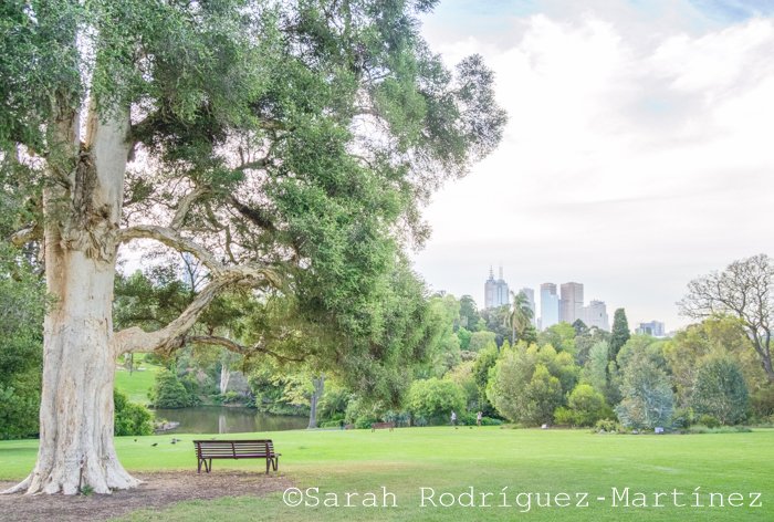 A bright and airy image of a park with a watermark added in Lightroom