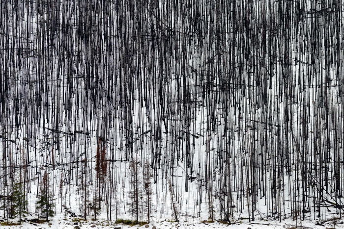 a beautifulabstract landscape of trees in the snow