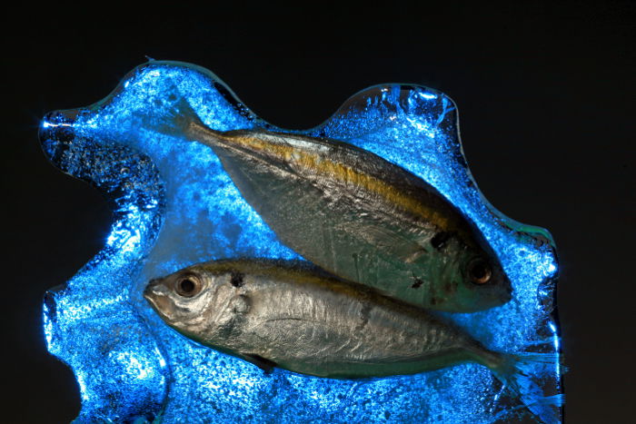 Creative still life of two dead fish lit from behind using a strobe with a blue gel on it.