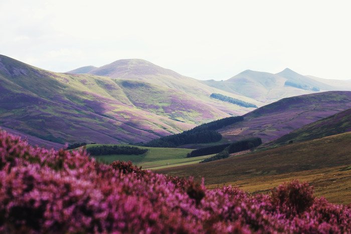 pink flowers in the foreground of a stunning mountainous landscape