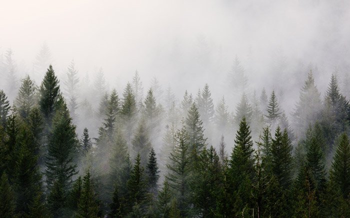 a stunning landscape photo with fog over a forest