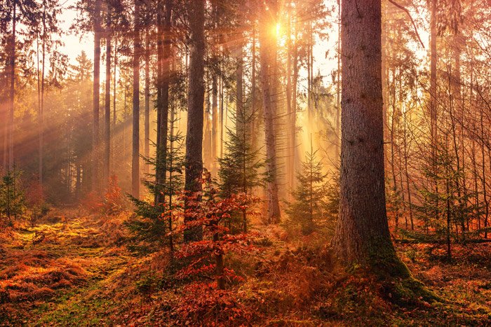 a beautiful view of light through a forest in autumn - stunning landscape photos 