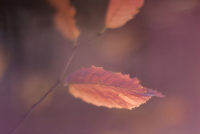 8 Best Tips for Beautiful Leaf Photography - 39