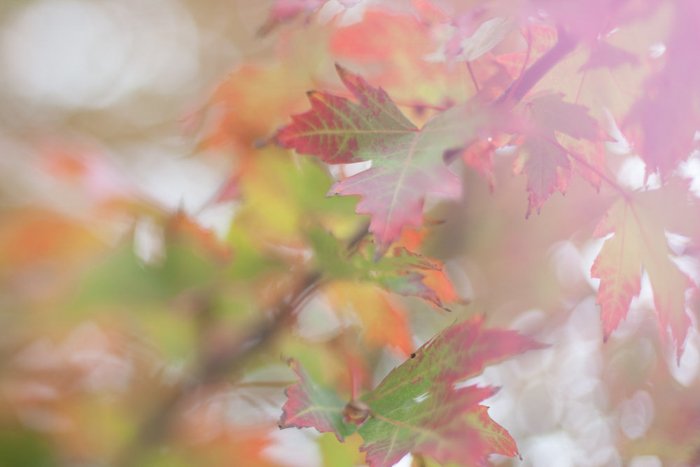 A close up of autumn leaves on a branch - leaf photography tips