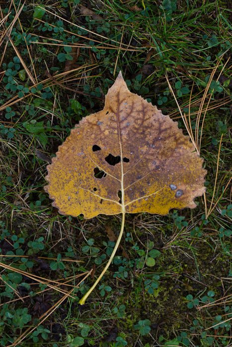 A close up of autumn leaves on the ground - beautiful pictures of leaves
