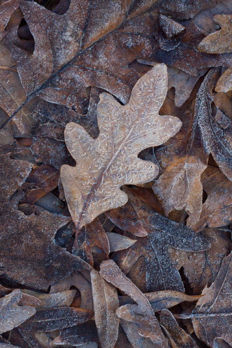 8 Best Tips for Beautiful Leaf Photography - 41