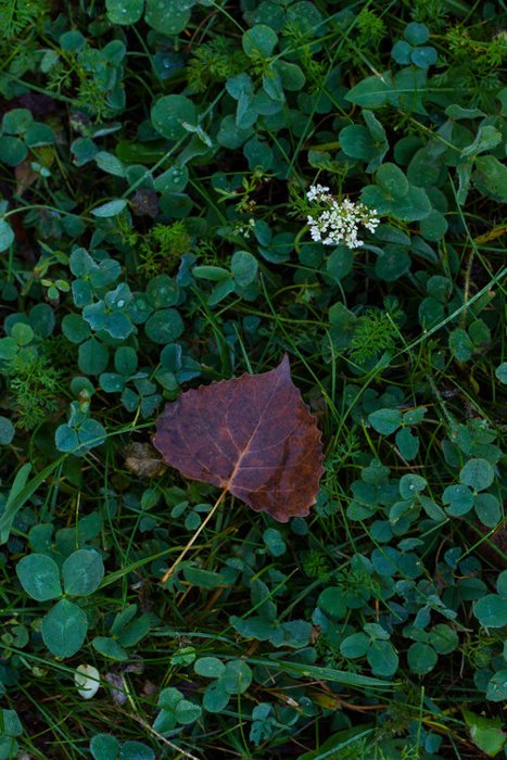 A close up of autumn leaves on the ground - leaf photography tips