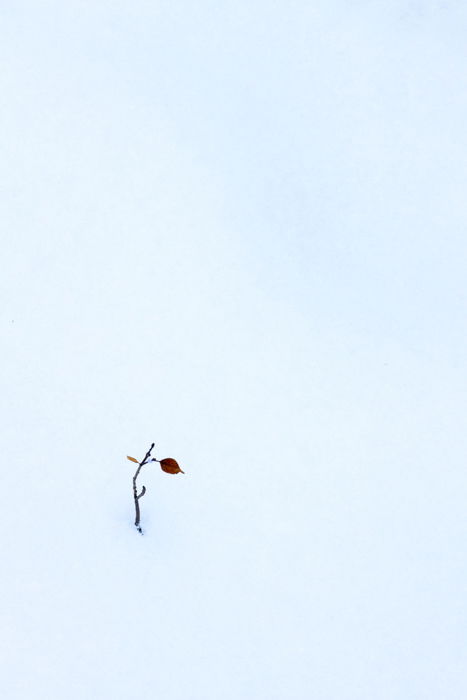 8 Best Tips for Beautiful Leaf Photography - 89