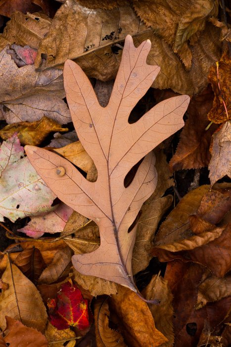 8 Best Tips for Beautiful Leaf Photography - 24