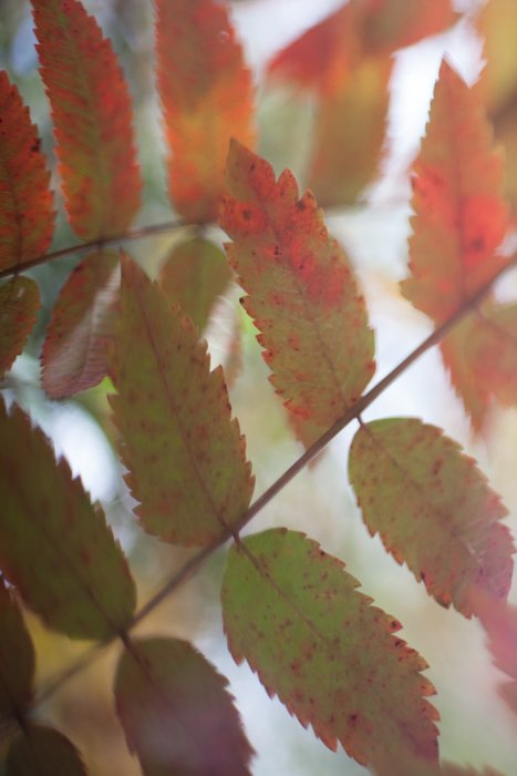 A close up of autumn leaves on a branch