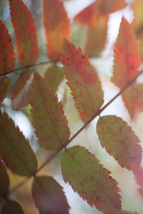 8 Best Tips for Beautiful Leaf Photography - 83