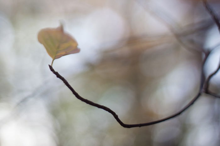 8 Best Tips for Beautiful Leaf Photography - 29