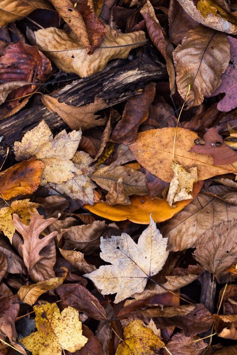 A close up of autumn leaves on the ground 