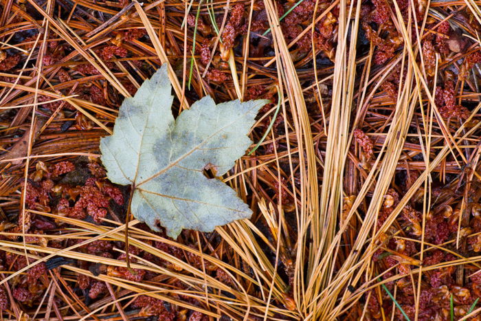 8 Best Tips for Beautiful Leaf Photography - 42