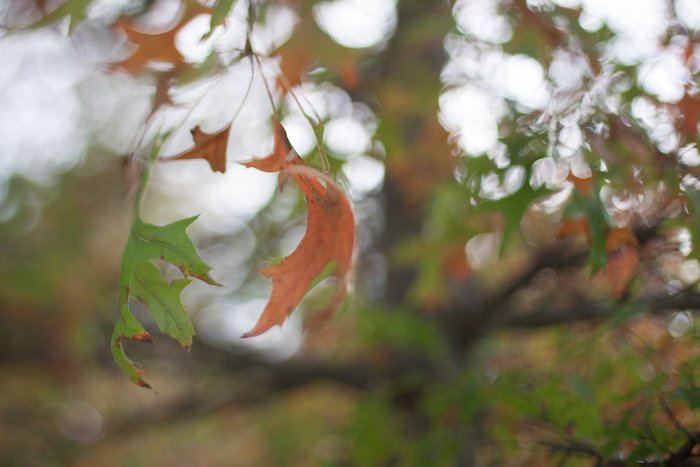 A close up of autumn leaves on a branch