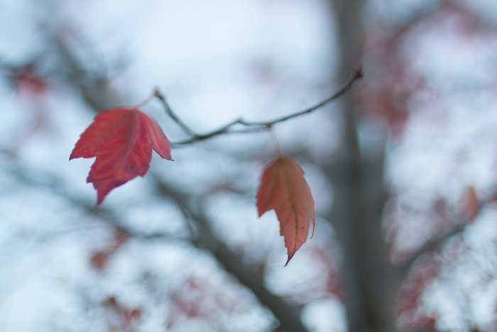 Autumn leaves on a branch with blurry background 