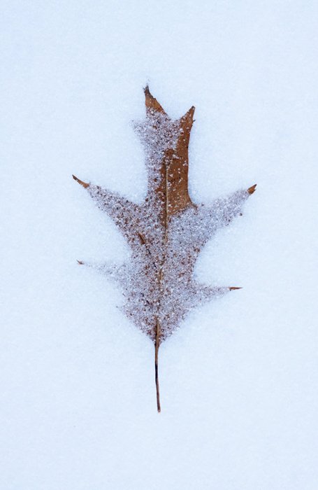 A close up of autumn leaves in the snow