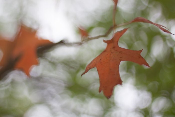 A close up of autumn leaves on a branch - leaf photography tips