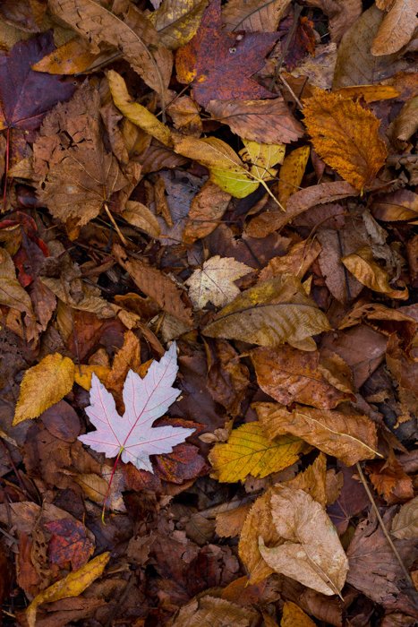 A close up of autumn leaves on the ground