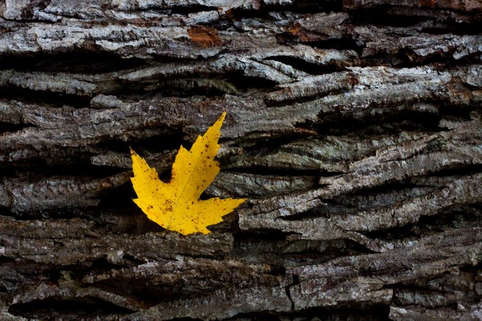 8 Best Tips for Beautiful Leaf Photography - 28