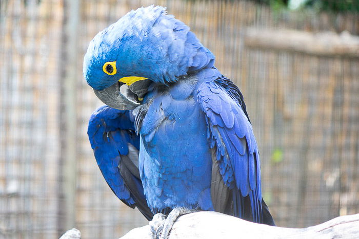 A portrait of a blue parrot perched on a branch