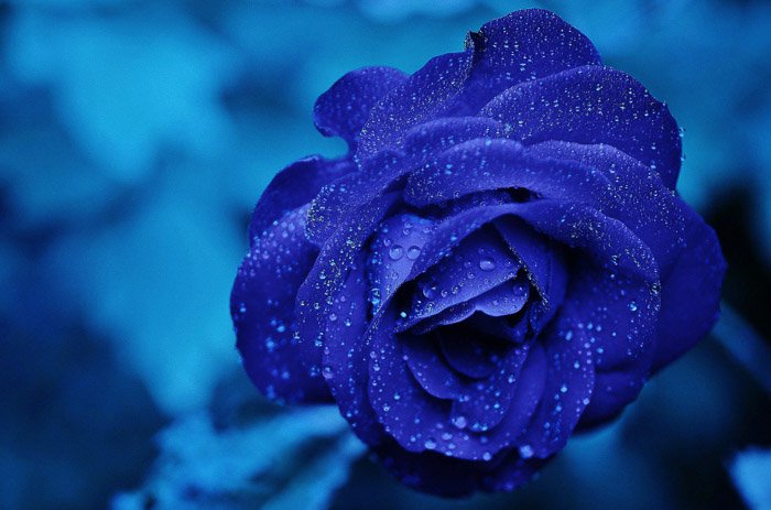 A close up photo of blue rose with blue background - monotone color photo