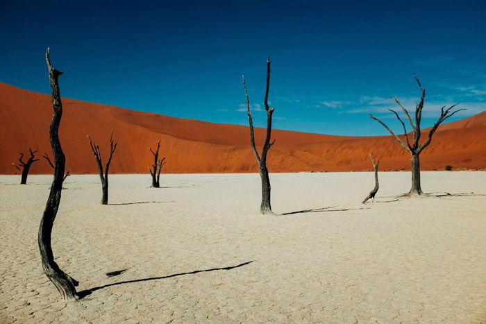 una hermosa foto de árboles quemados en un paisaje desértico: impresionantes fotos de paisajes 