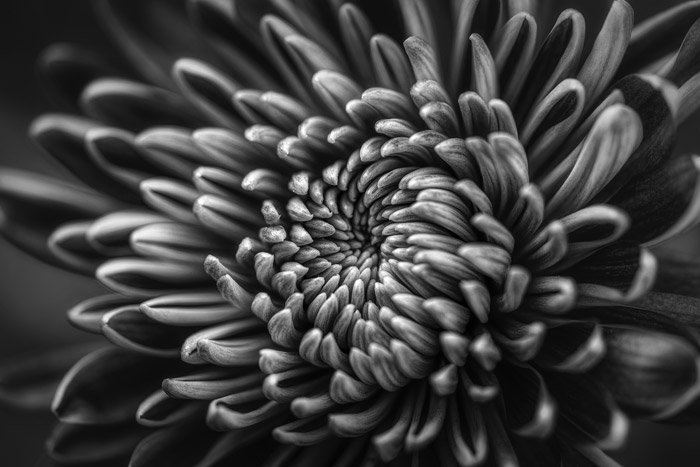 A black and white close up of a flower - photography themes