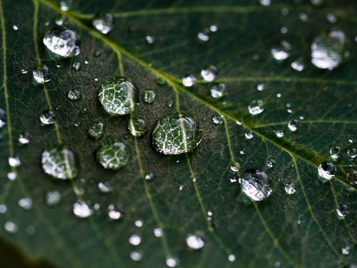 Beautiful macro photo of dew drops on a leaf - photography themes