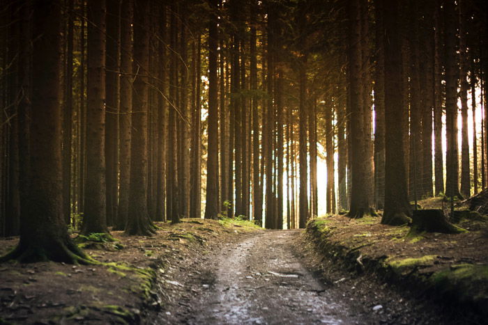 Atmospheric view of trees in a forest - photography themes