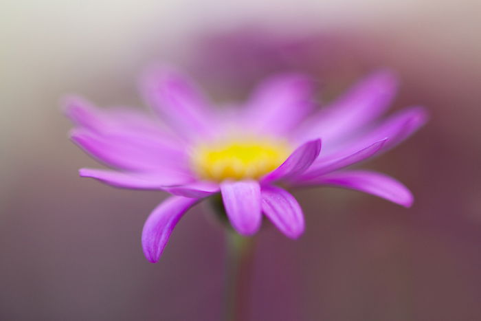 Stunning macro image of a pink and yellow flower 