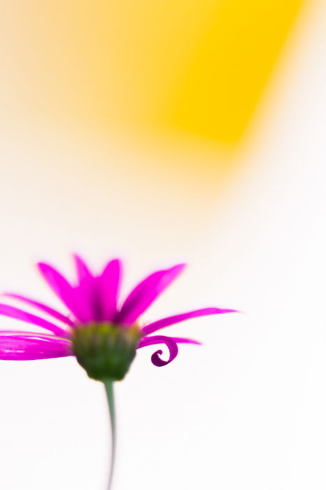 Stunning macro image of a pink flower with blurry yellow background 