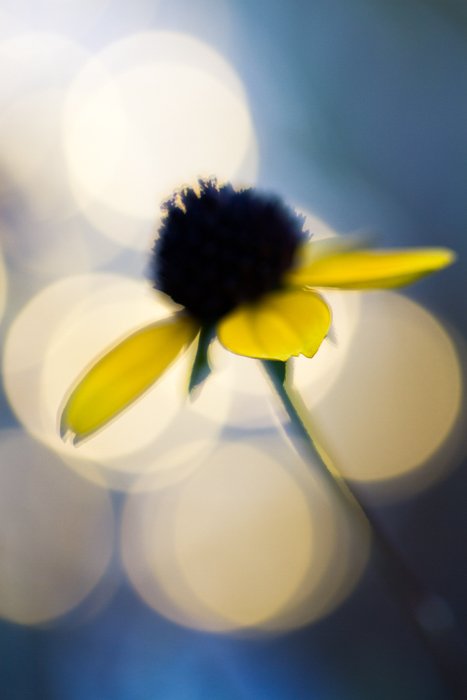 Stunning macro image of a yellow flower with bokeh background 