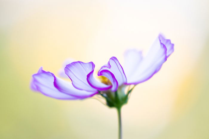 Stunning macro image of a purple flower