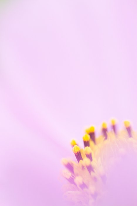 Stunning macro image of a pink and yellow flower 