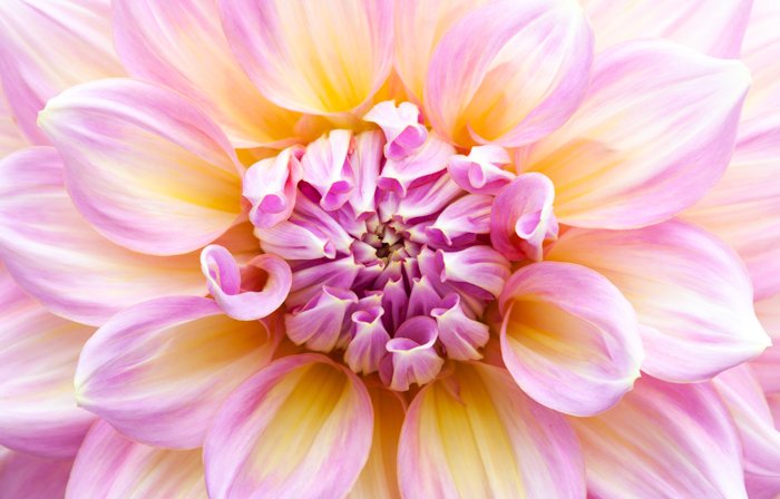 Stunning macro image of a pink and yellow flower 