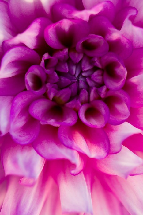 Stunning macro image of a purple flower 
