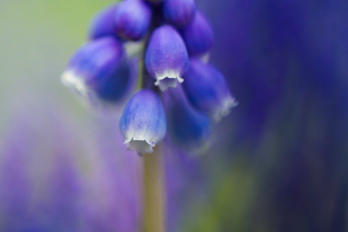 Stunning macro image of a blue flower