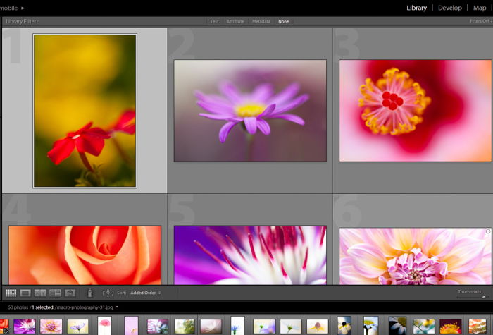 a screenshot showing how to post process macro photography in lightroom 