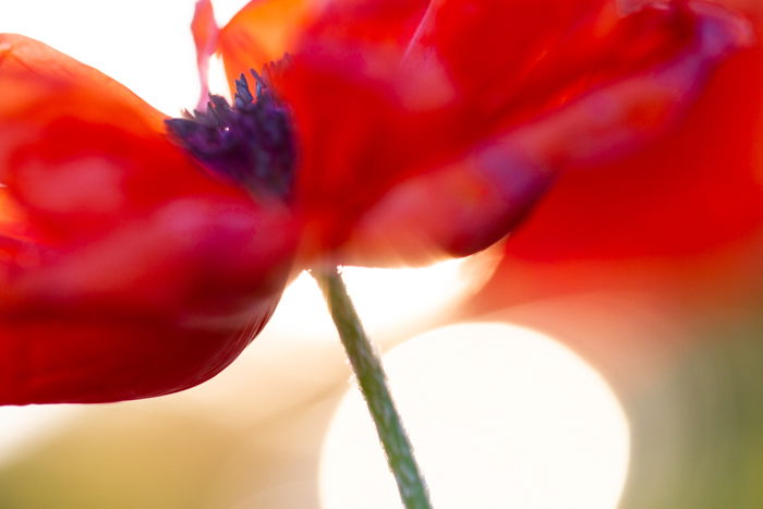 Stunning macro image of a red poppy