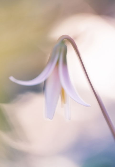 Stunning macro image of a white flower