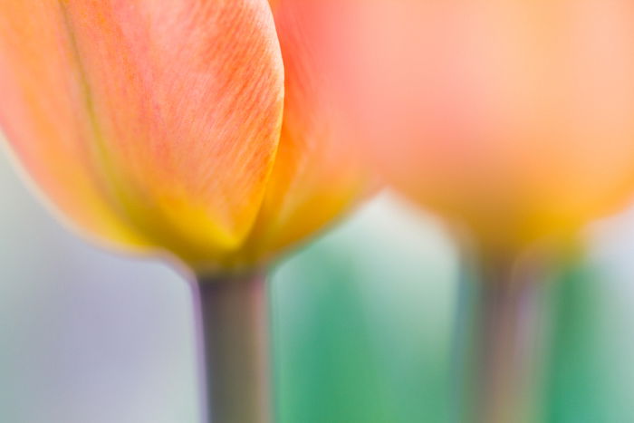 Stunning macro image of two yellow and orange flowers