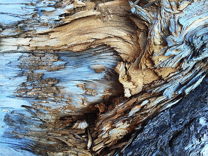 A stunning photo of textures in nature