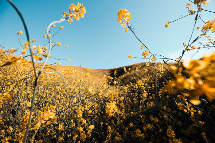 a stunning landscape photo shot in a field of yellow flowers