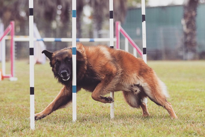 a dog jumping during a canine agility event