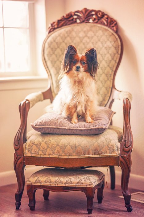 a cute pet portrait of a brown and white dog sitting on a lavish chair - aperture for pet photography
